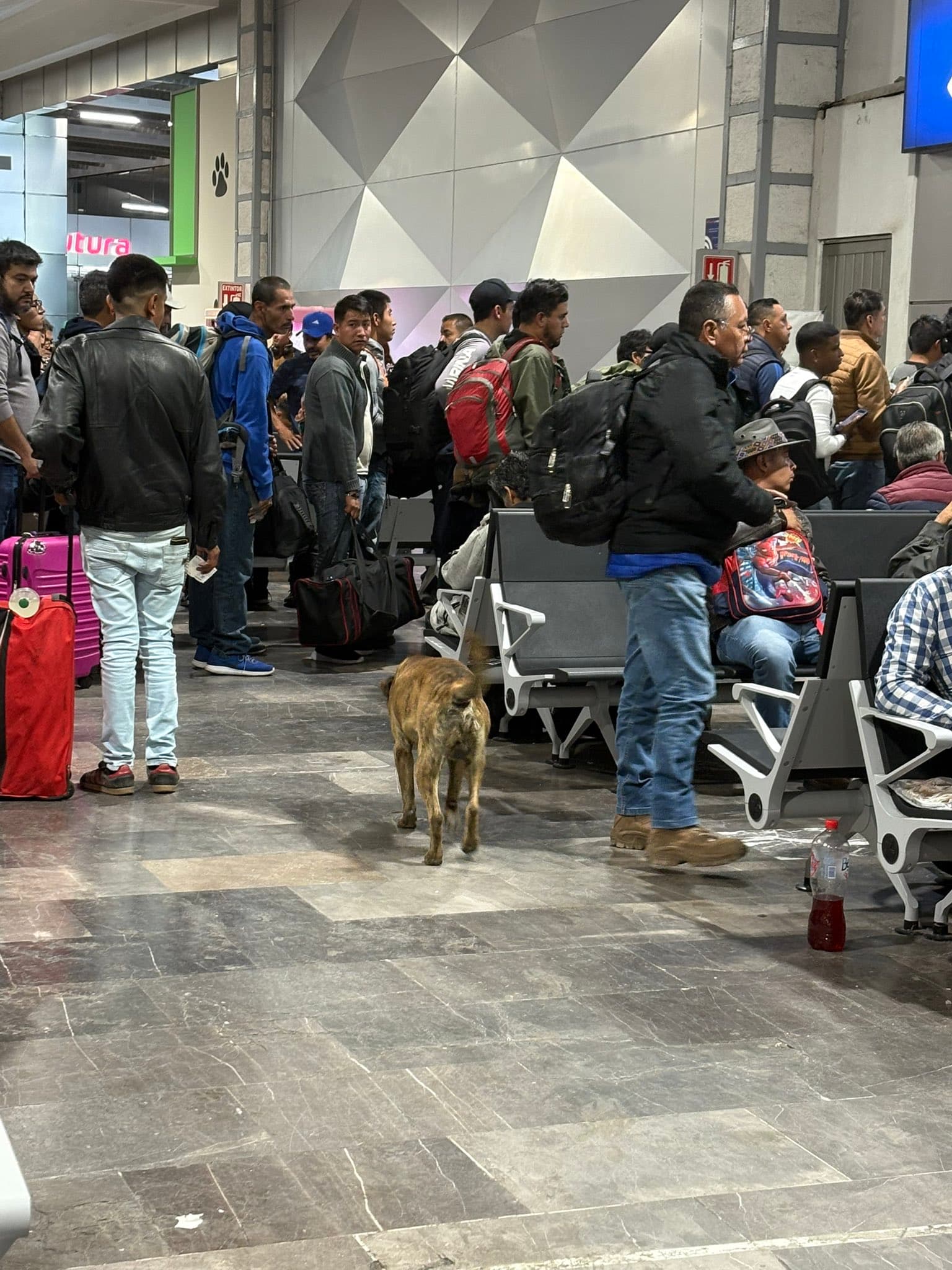 Apoyo a perritos en situación de calle: una experiencia que nos marcó